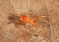 Oonopidae