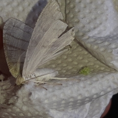 Brachurapteryx tesserata