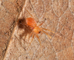Oonopidae