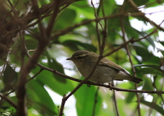 Phylloscopus borealis