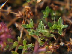 Thymus longicaulis