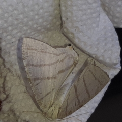 Brachurapteryx tesserata