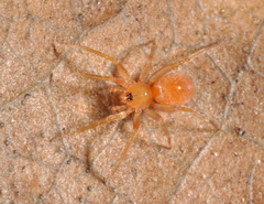 Oonopidae
