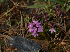 Thymus longicaulis