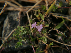 Thymus longicaulis