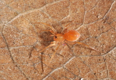 Oonopidae