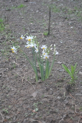 Narcissus tazetta tazetta