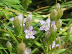 Gentianella amarella acuta