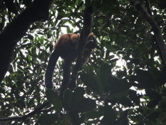 Varecia rubra