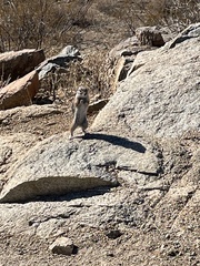 Ammospermophilus harrisii