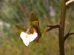 Eulophia lamellata