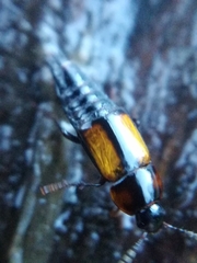 Tachinus subterraneus