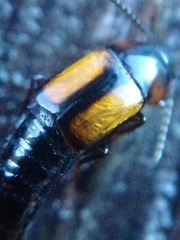 Tachinus subterraneus