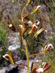 Eulophia lamellata