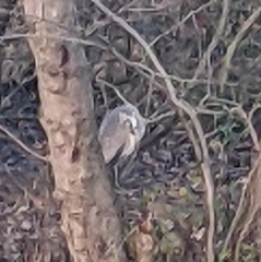 Ardea cinerea