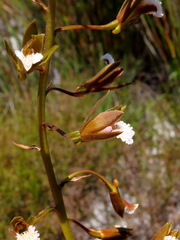 Eulophia lamellata