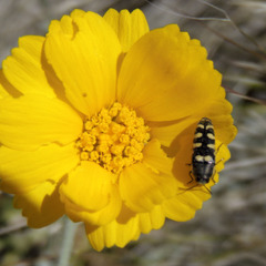Acmaeodera alicia