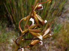 Eulophia lamellata