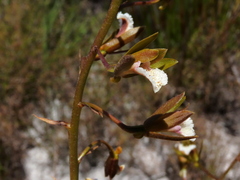 Eulophia lamellata