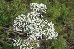 Valeriana rossica