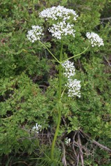 Valeriana rossica