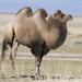 Domestic Bactrian Camel - Photo (c) Pavel Shukov, some rights reserved (CC BY-NC), uploaded by Pavel Shukov