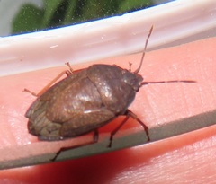 Crollius conspersus