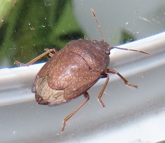 Crollius conspersus