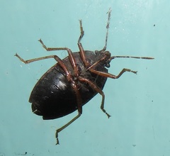 Crollius conspersus