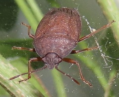 Crollius conspersus