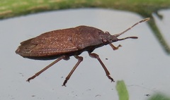 Crollius conspersus