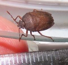 Crollius conspersus