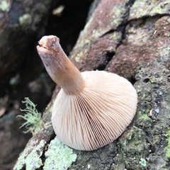 Lactarius quietus incanus