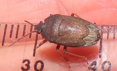 Crollius conspersus