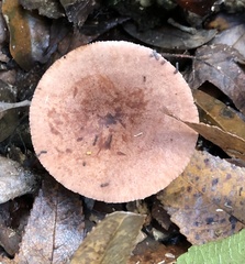 Lactarius quietus incanus