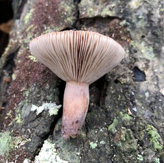 Lactarius quietus incanus