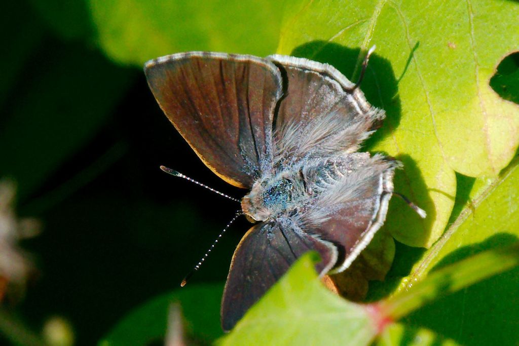 Silver-banded Hairstreak