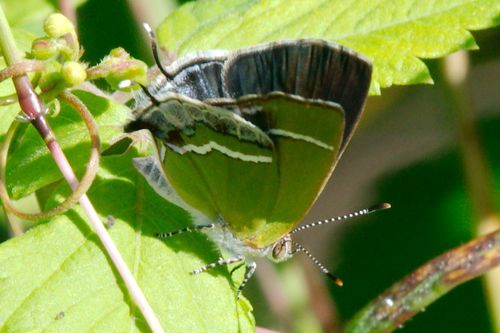 Silver-banded Hairstreak photo 3