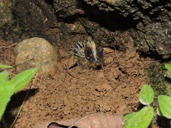 Hemicentetes semispinosus