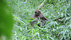 Prolemur simus