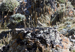 Bucanetes mongolicus