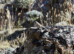 Bucanetes mongolicus