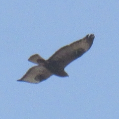 Buteo rufinus