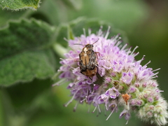 Megabruchidius dorsalis