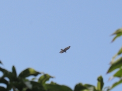 Buteo rufinus