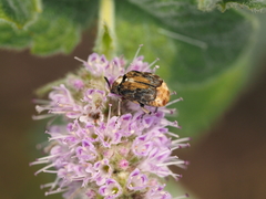 Megabruchidius dorsalis