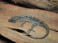 Phyllopezus pollicaris