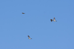 Bucanetes mongolicus