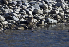 Bucanetes mongolicus