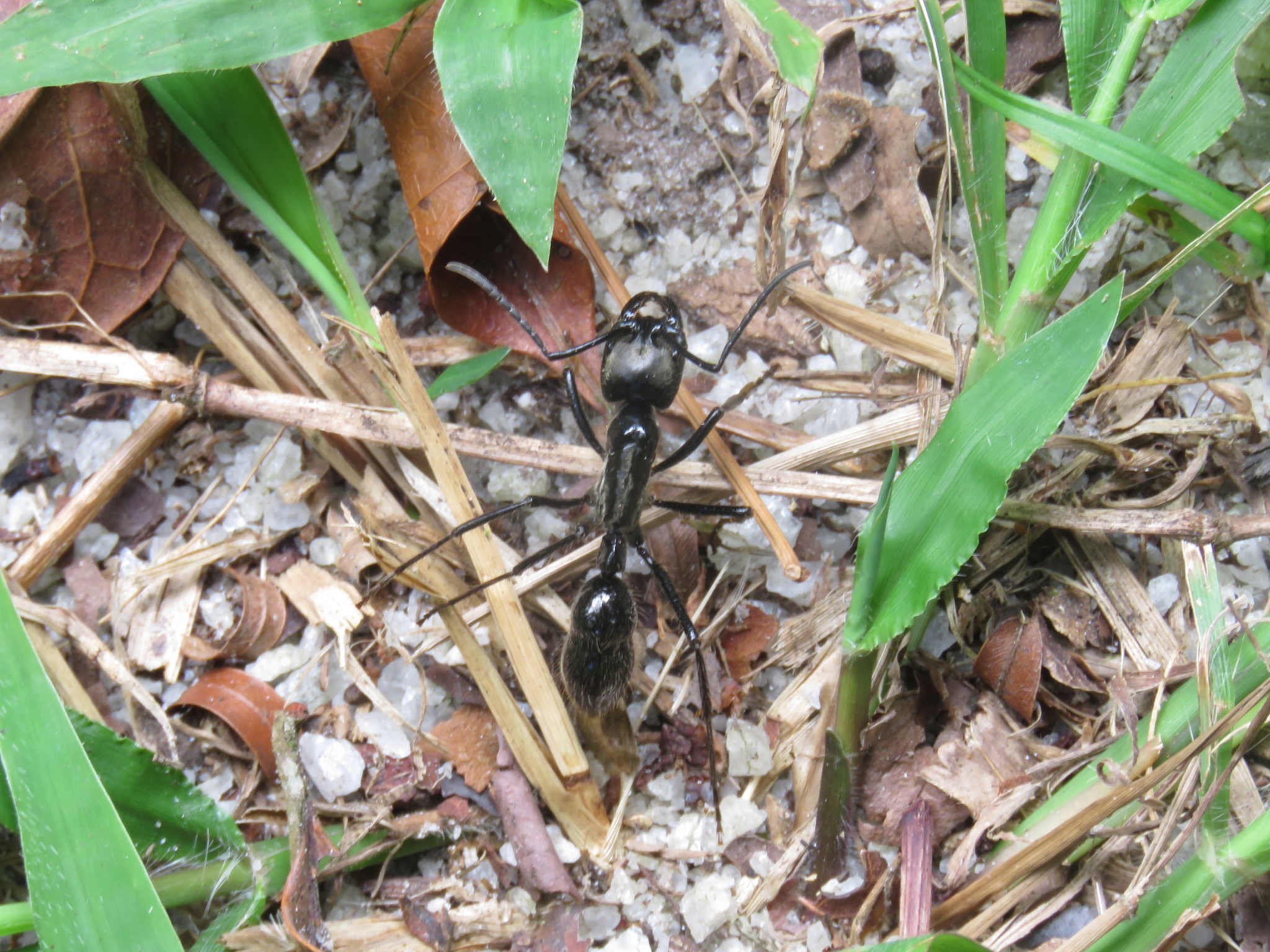 Dinoponera lucida
